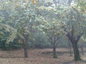 καστανιές-2