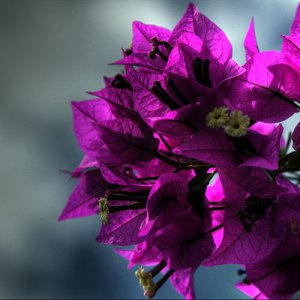 βουκαμβίλια-φωτογραφία