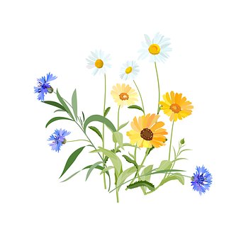 flowers-2082494__340