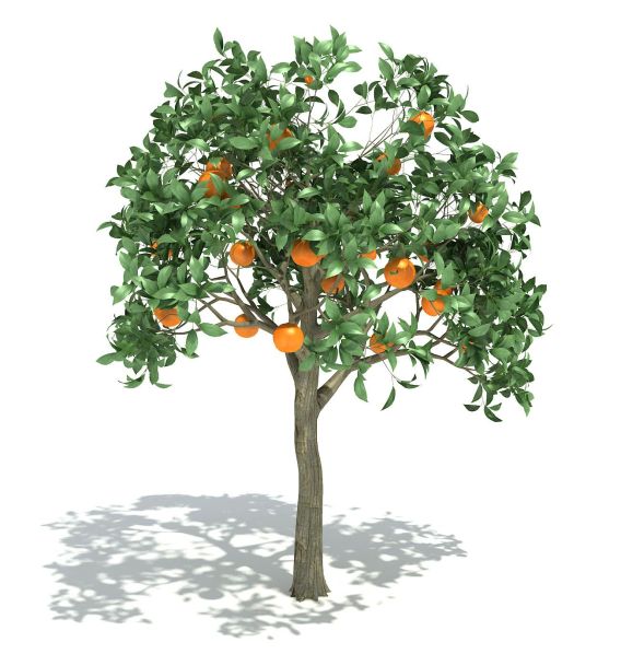 46_OrangeTree_1