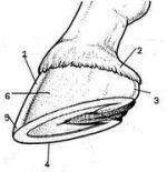 180px-Οπλή_αλόγου